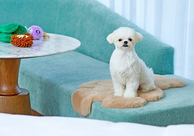 My Pet's Delightful Moments!